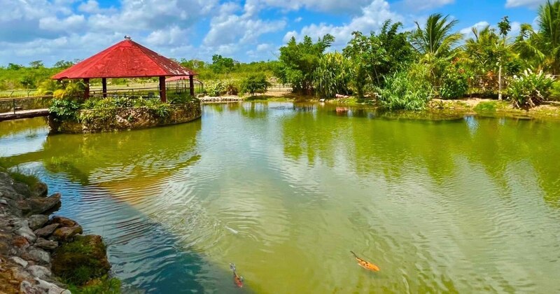 Hermoso estanque con peces koi y un cenador en el fondo