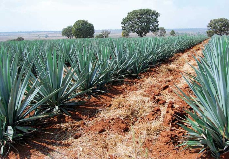 Cultivo de agave azul en México