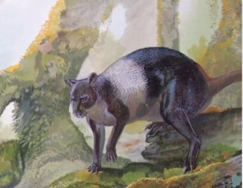 El Thylacinus, o lobo de Tasmania, es un marsupial carnívoro que se creía extinto desde 1936.