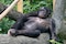 Escuchar risas ofrece confianza a bonobos  para acercarse a posible recompensa, señala estudio 
