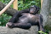 Escuchar risas ofrece confianza a bonobos  para acercarse a posible recompensa, señala estudio 