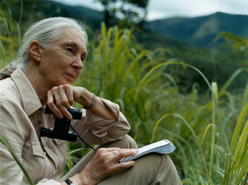 Jane Goodall, una vida dedicada a los chimpancés