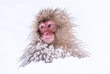 Los primates evolucionaron primero en climas fríos, no tropicales