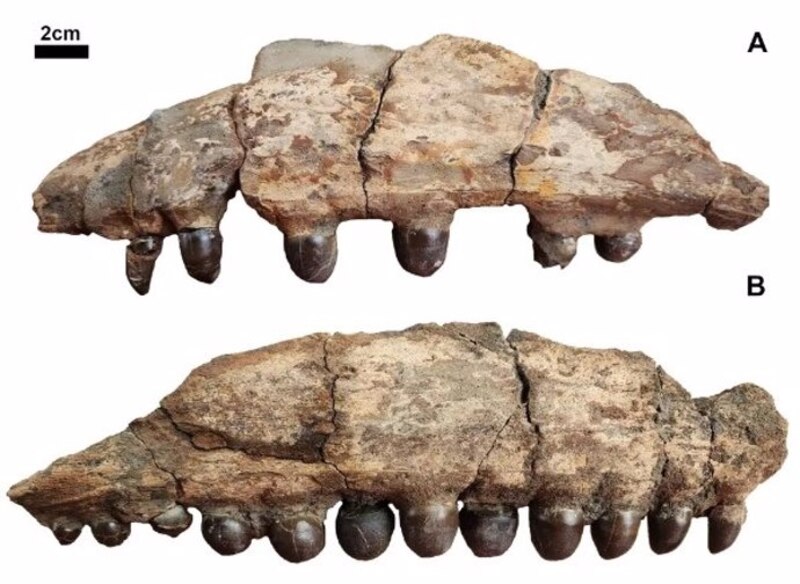 Fósiles de dientes de tiburón
