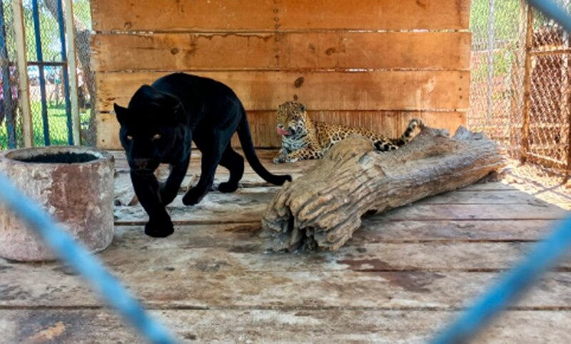 Pantera negra en cautiverio