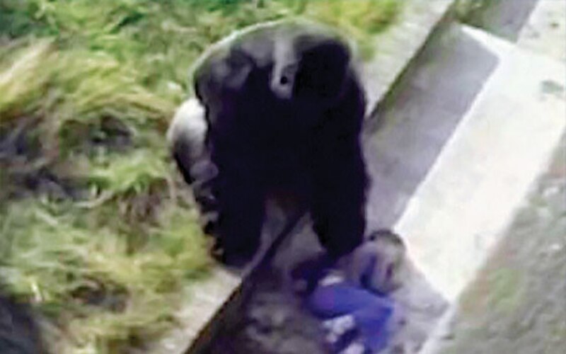 Oso ataca a un niño en un zoológico