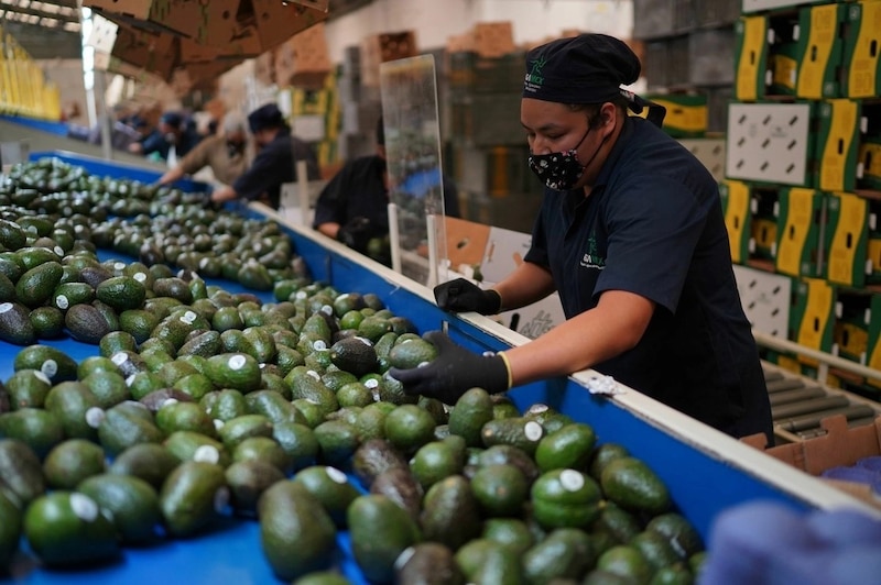 Trabajadores clasifican aguacates en una empacadora