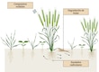 Alelopatía: el arma molecular de las plantas