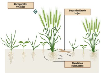 Alelopatía: el arma molecular de las plantas
