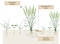 Alelopatía: el arma molecular de las plantas