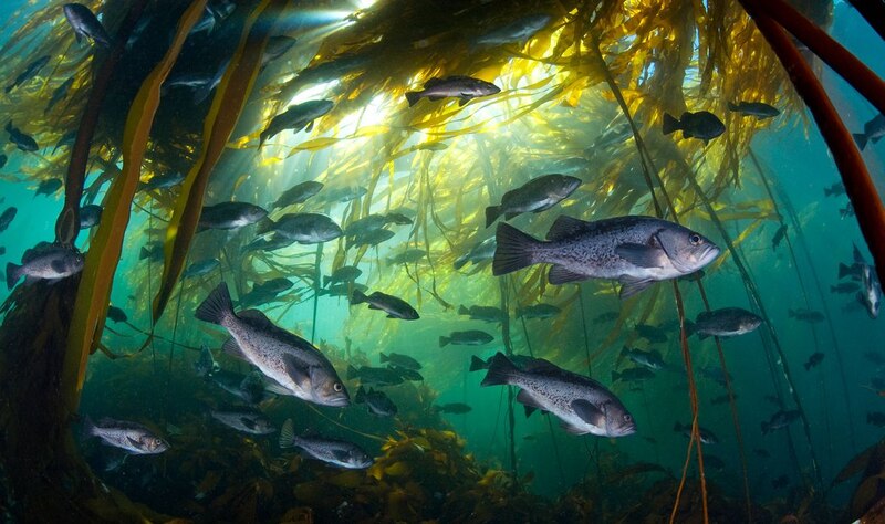Un banco de peces nada en un bosque de algas marinas.