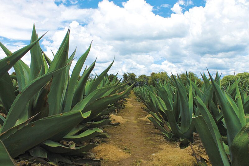 Cultivo de agave