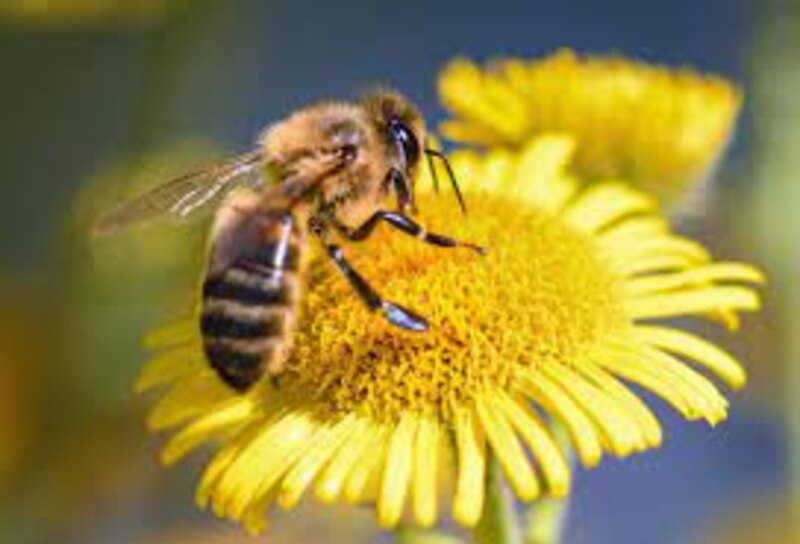 Abeja en una flor