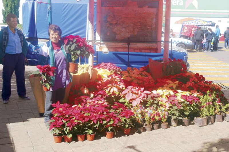 Mujer vende flores de nochebuena en la calle
