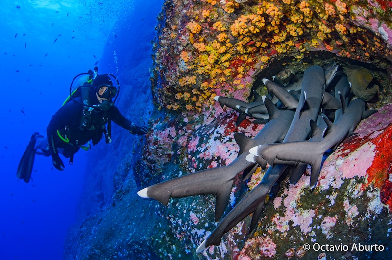 Tiburones en una cueva