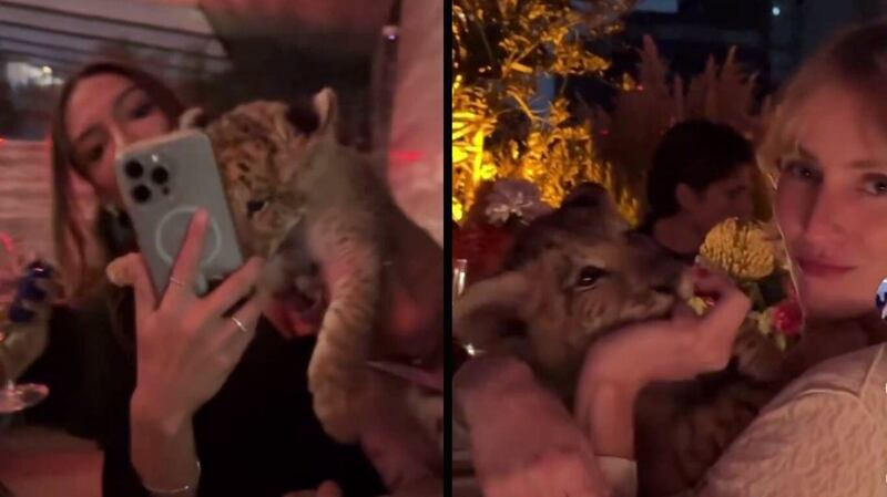 Video de un león cachorro en extravagante fiesta de Polanco