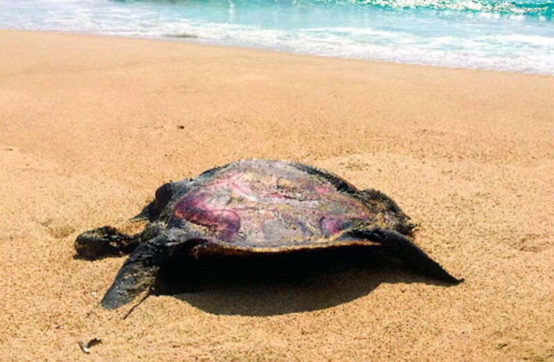 Tortuga marina muerta en la playa