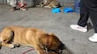 Aumentan perros abandonados en el Día de la Virgen