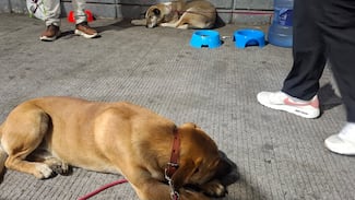 Aumentó el abandono de “perros peregrinos” en la Basílica este 2025