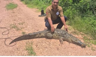 Cocodrilos en laguna de Magdalena fueron llevados por la mafia para desaparecer cuerpos, afirma colectivo