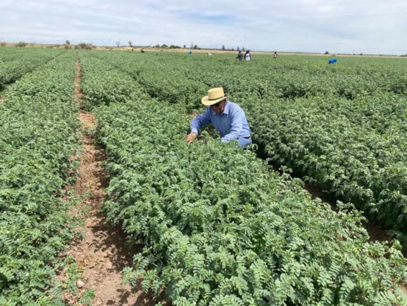 Un agricultor inspecciona un campo de alfalfa.