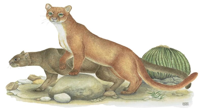 El jaguarundi es nativo del continente americano, podemos encontrarlo desde el sur de los Estados Unidos de América hasta el norte de Argentina.