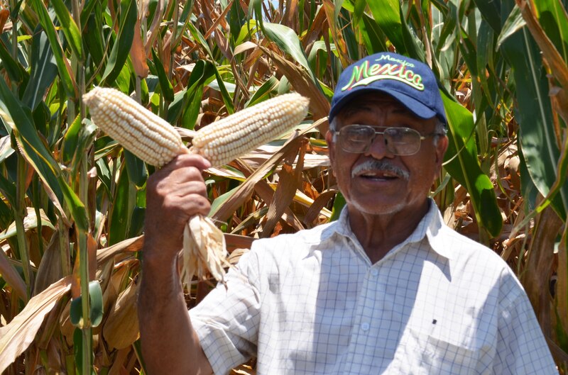 Agricultor mexicano muestra su cosecha de maíz.