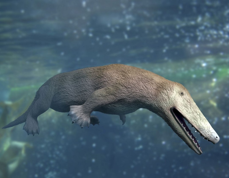 Dimetrodonte