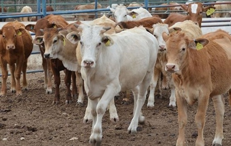 Vacas en una granja