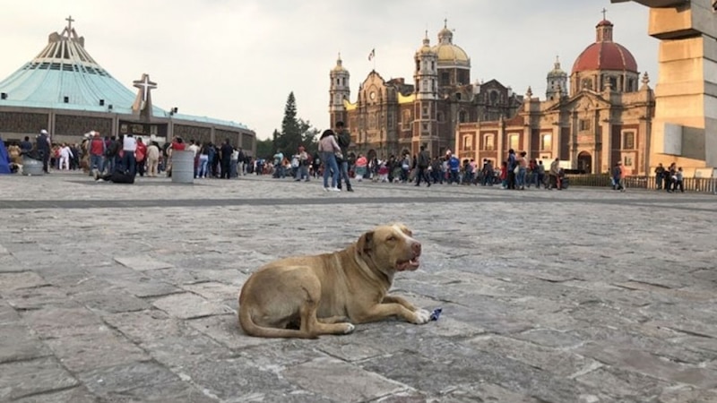 Perro descansando en la Basílica de Guadalupe