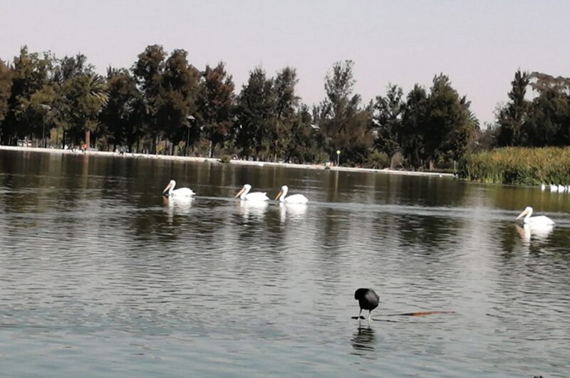 Pelícanos en el lago