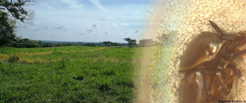 El escarabajo y el campo