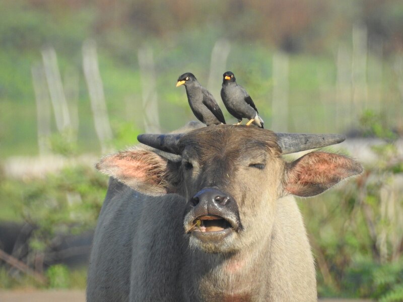 Búfalo con pájaros en la cabeza