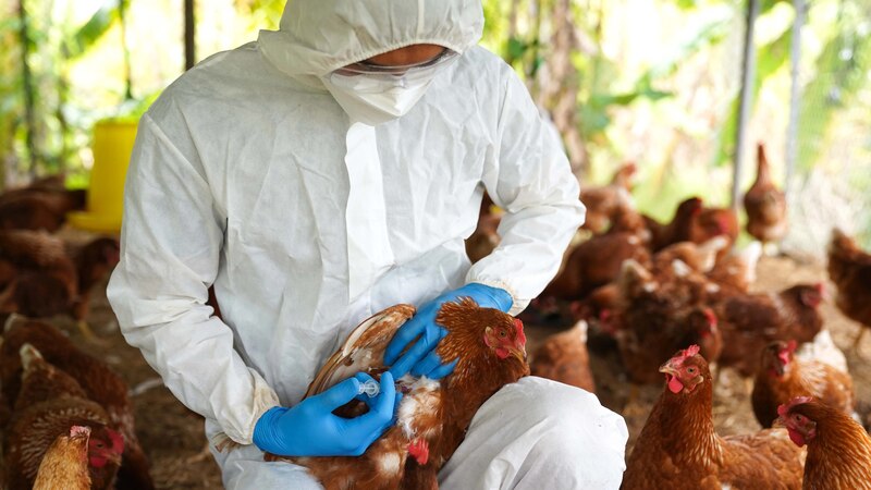 Veterinario vacunando a una gallina