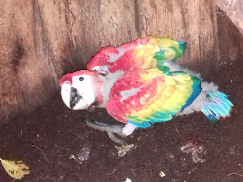 Loro bebé