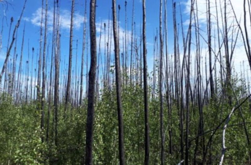 Incendios forestales en Canadá