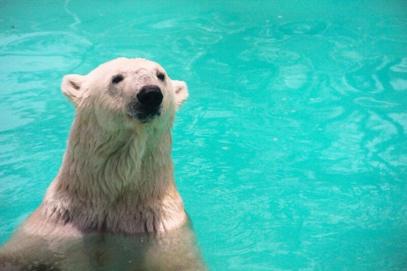 Oso polar nadando en el agua