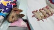 ‘Cereza’ y otros animales también sufren las consecuencias de la explosión en Iztapalapa