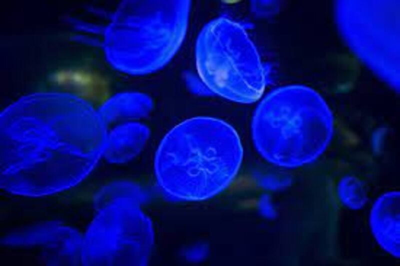 Medusas azules nadando en el agua