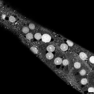 Manejo de plagas con bacterias Wolbachia