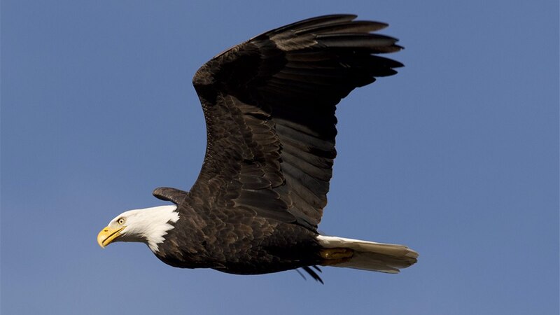 Águila calva volando