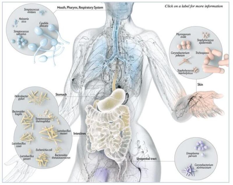 El cuerpo humano y sus bacterias