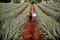 Tec de Monterrey presentará “Raíces: Entre agaves y cantares”