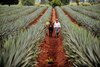 Tec de Monterrey presentará “Raíces: Entre agaves y cantares”
