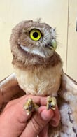 Resguardan en Tlajomulco a tecolote llanero que habría escapado del cautiverio