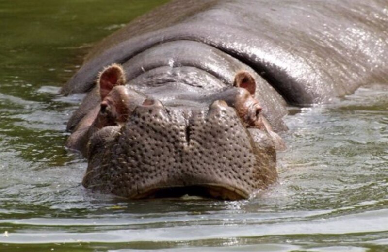 Hipopótamo en el agua