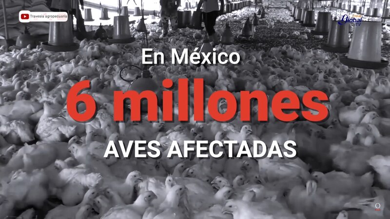 En México, 6 millones de aves afectadas por la gripe aviar