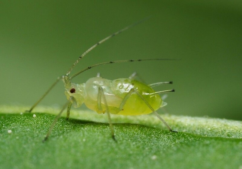 Pulgón verde en una hoja