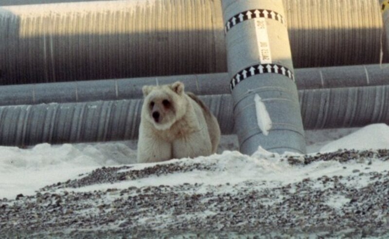 Oso polar en la tundra