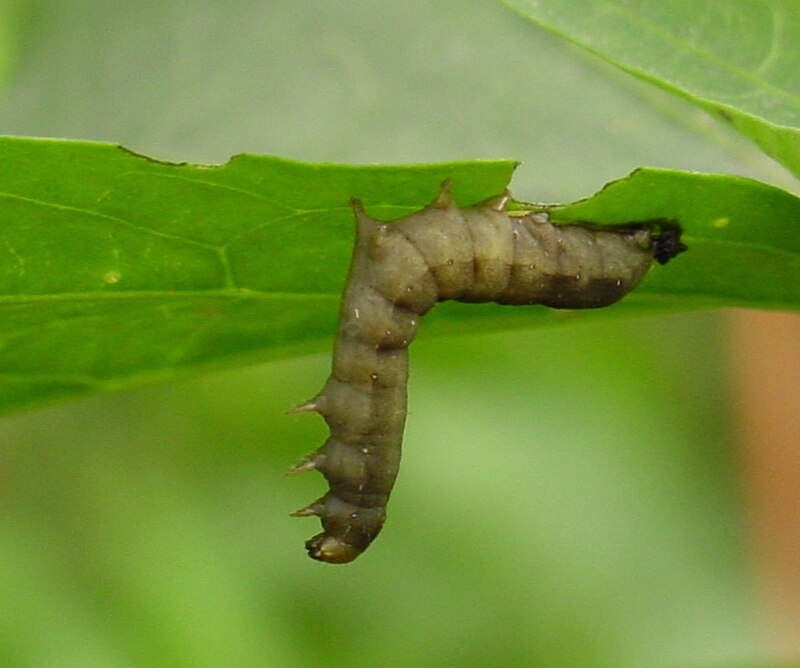 Oruga verde en una hoja